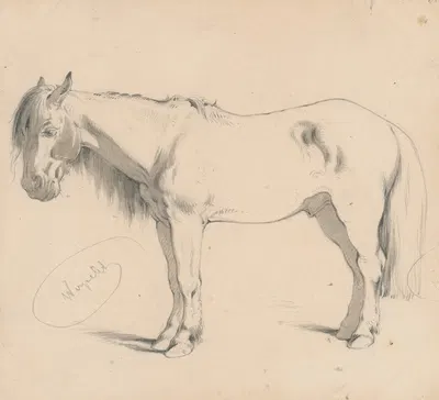 Study of a Horse with Long Mane II. by Фридрих Карл фон Шейдлин — digital art print download