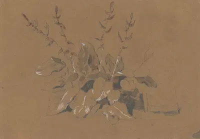 Study of Flowering Plant by Фридрих Карл фон Шейдлин — digital art print download