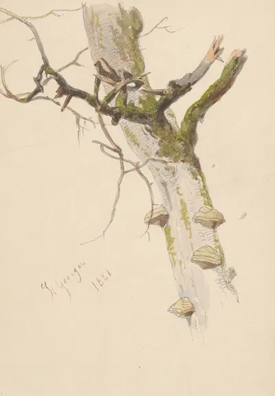 Study of Tree Trunk with Branches and Mushrooms by Фридрих Карл фон Шейдлин — digital art print download