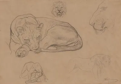 Studies of Lions by Роза Бонёр — digital art print download