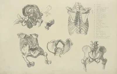 Five views of bones of ribcage and pelvis by M.A. Nattali, 1833 — digital art print download