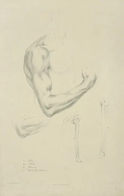 Four views of musculature and bones of bent arm by M.A. Nattali, 1833 — digital art print download