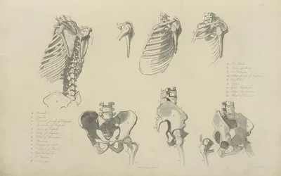 Seven views of bones of ribcage and pelvis by M.A. Nattali, 1833 — digital art print download