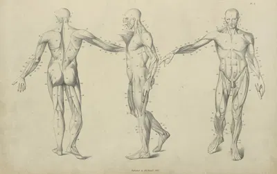 Three poses of musculature by M.A. Nattali, 1833 — digital art print download