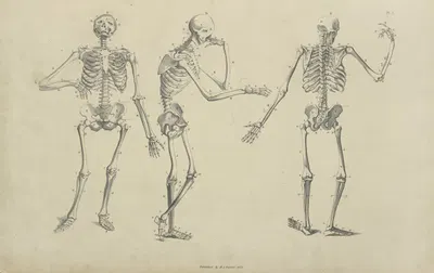 Three poses of skeleton by M.A. Nattali, 1833 — digital art print download