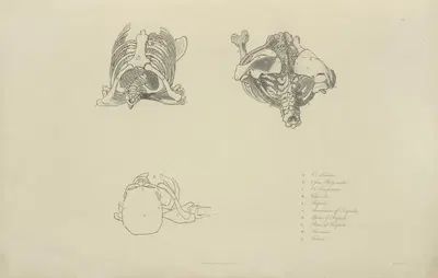 Three views of bones of upper torso by M.A. Nattali, 1833 — digital art print download