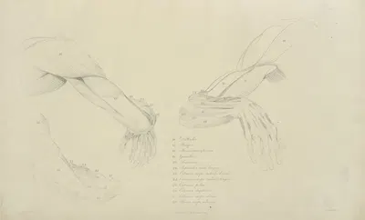 Three views of the musculature of the arm by M.A. Nattali, 1833 — digital art print download