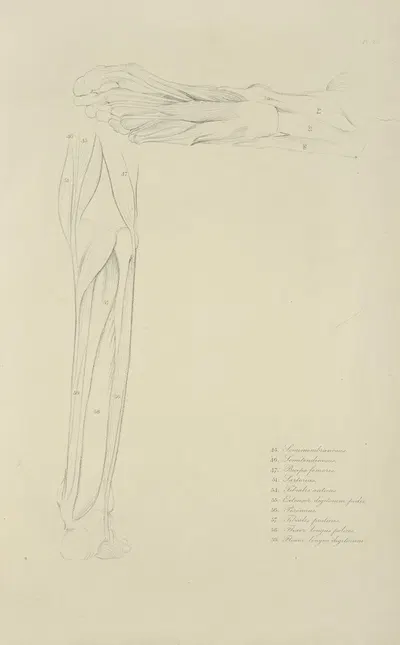Two views of musculature of lower leg by M.A. Nattali, 1833 — digital art print download