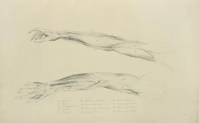 Two views of musculature of the arm. by M.A. Nattali, 1833 — digital art print download