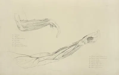 Two views of musculature of the arm by M.A. Nattali, 1833 — digital art print download