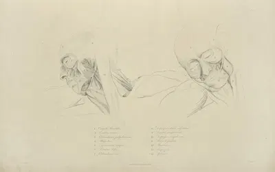 Two views of musculature of the face by M.A. Nattali, 1833 — digital art print download