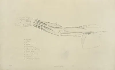 View of musculature of the arm by M.A. Nattali, 1833 — digital art print download