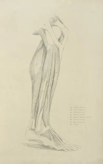 View of musculature of the leg 2 by M.A. Nattali, 1833 — digital art print download