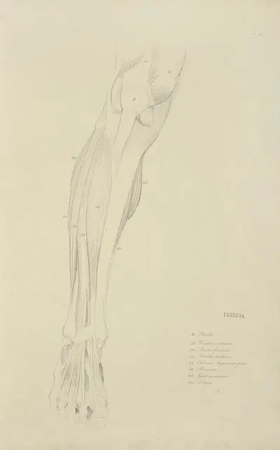 View of musculature of the leg from the front by M.A. Nattali, 1833 — digital art print download