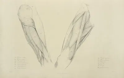 View of musculature of the upper leg by M.A. Nattali, 1833 — digital art print download