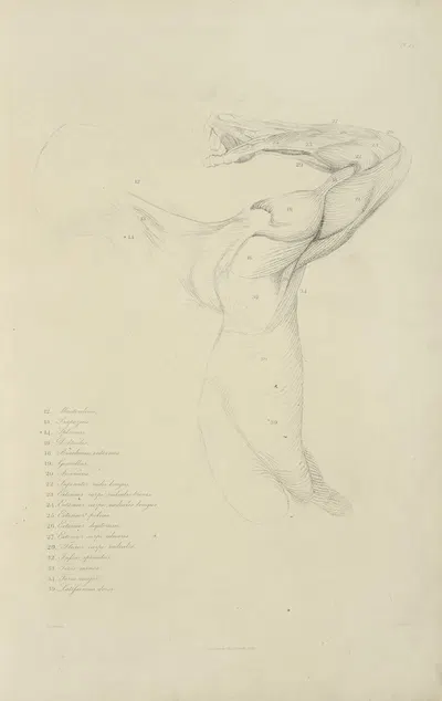 View of right arm and side of torso from the back by M.A. Nattali, 1833 — digital art print download