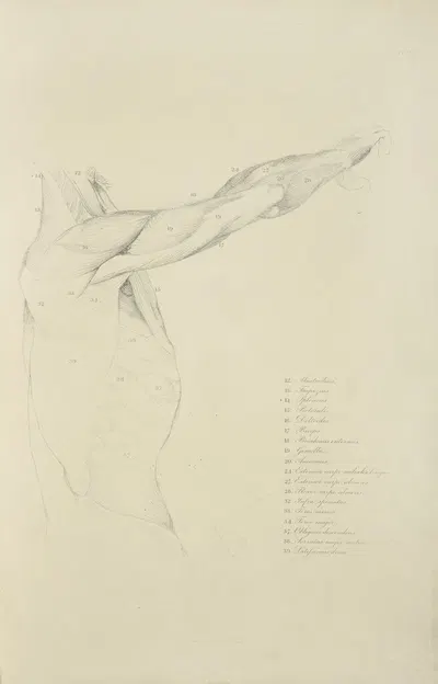 View of right arm and side of torso from the side by M.A. Nattali, 1833 — digital art print download