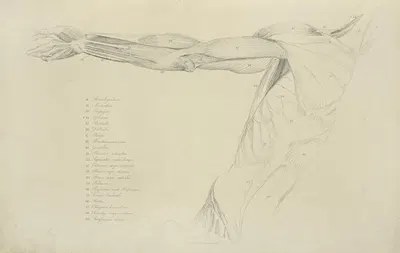 View of right arm and side of torso by M.A. Nattali, 1833 — digital art print download