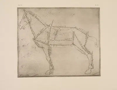 Diagram of horse with lines of anatomy marked by P. & D. Colnaghi, 1900 — digital art print download