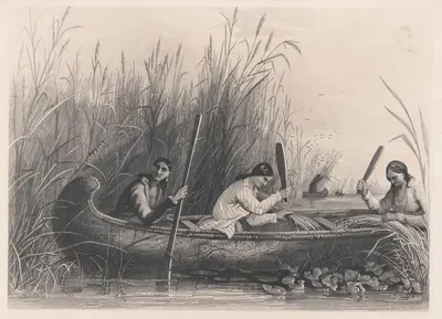 Gathering wild rice by Seth Eastman, 1850 — digital art print download