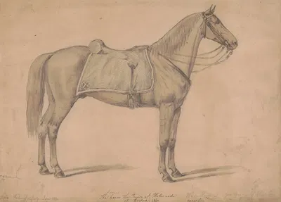 The sorrel horse the Prince of Wales rode at Boston by Август Кёлльнер, 1860 — digital art print download