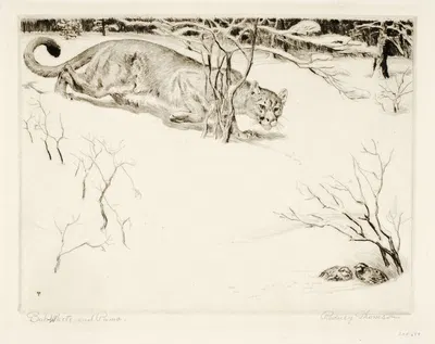 Bob-white and Puma by Rodney Thomson — digital art print download