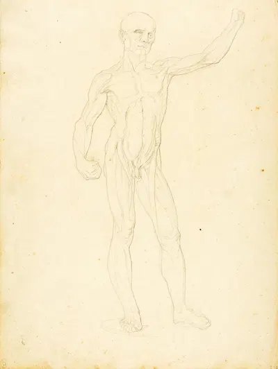An Ecorche, front view by William Page — digital art print download