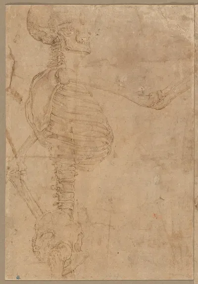 Half-Length Skeleton in Profile by Battista Franco — digital art print download