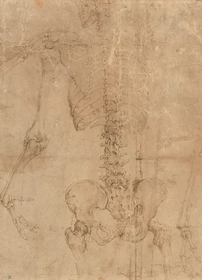 Upper Half of Skeleton from the Back by Battista Franco — digital art print download