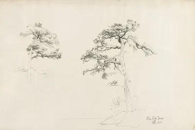 Pine, Lake George by Дэвид Джонсон, 1871 — digital art print download