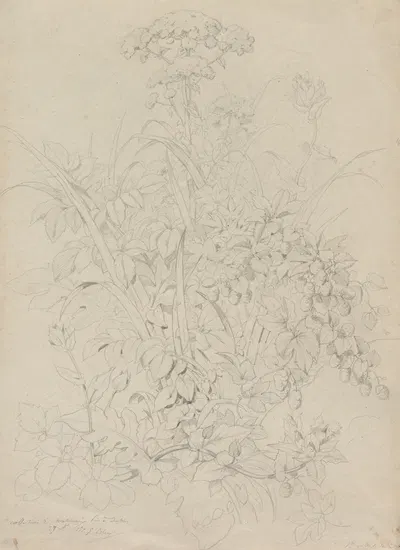 Plant Study by Евгений Блери, 1857 — digital art print download