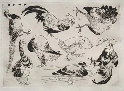 Roosters, ducks, etc. by Феликс Браккемонд, 1866 — digital art print download