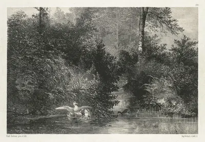 Утки by Карл Бодмер, c. 1860 — digital art print download