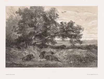Дикий кабан в пруду by Карл Бодмер, c. 1850 — digital art print download
