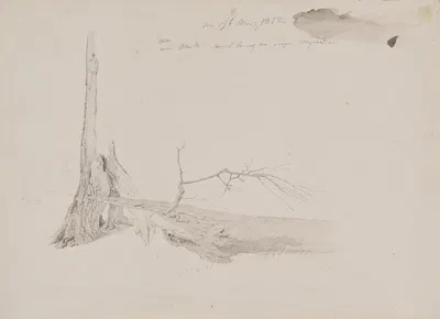 Tree Stump by Каспар Давид Фридрих, 1812 — digital art print download