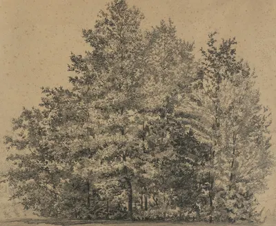 Große Baumstudie by Тина Блау, 1880 — digital art print download
