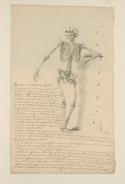 Cahiers d'Anatomie Pl.03 by Charles Monnet — digital art print download
