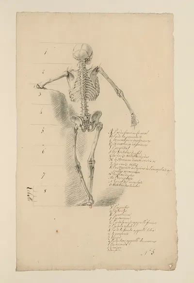 Cahiers d'Anatomie Pl.04 by Charles Monnet — digital art print download