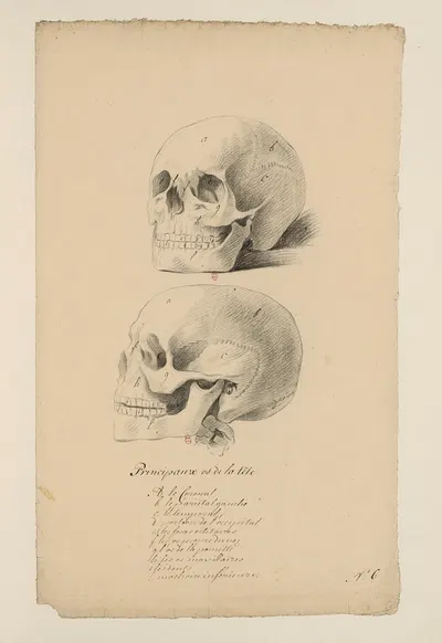 Cahiers d'Anatomie Pl.05 by Charles Monnet — digital art print download