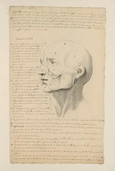 Cahiers d'Anatomie Pl.06 by Charles Monnet — digital art print download