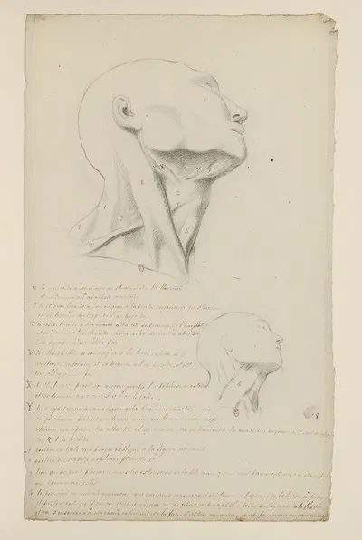 Cahiers d'Anatomie Pl.07 by Charles Monnet — digital art print download