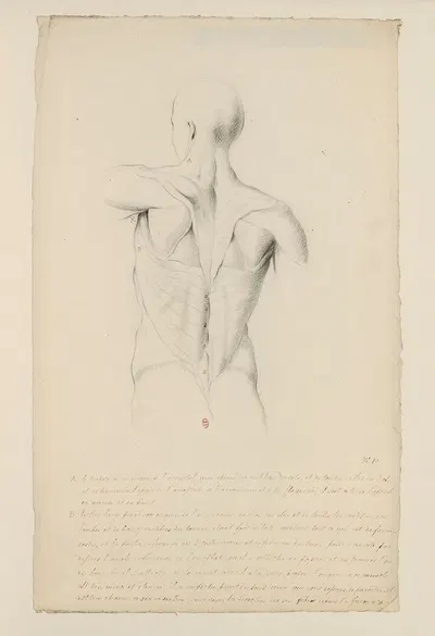 Cahiers d'Anatomie Pl.09 by Charles Monnet — digital art print download