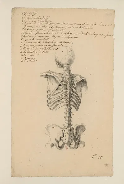 Cahiers d'Anatomie Pl.10 by Charles Monnet — digital art print download