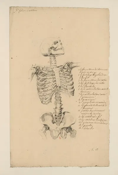 Cahiers d'Anatomie Pl.12 by Charles Monnet — digital art print download
