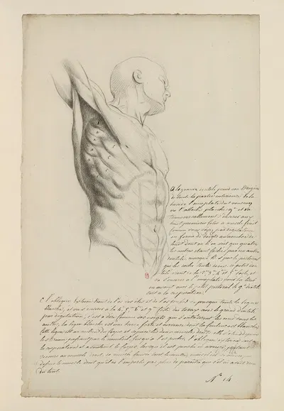 Cahiers d'Anatomie Pl.13 by Charles Monnet — digital art print download