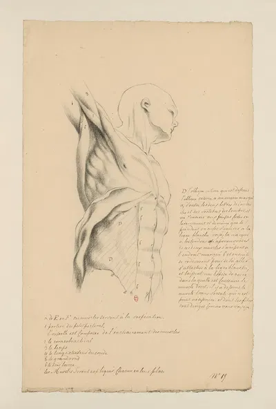 Cahiers d'Anatomie Pl.14 by Charles Monnet — digital art print download