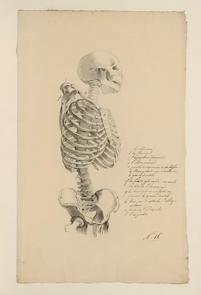 Cahiers d'Anatomie Pl.15 by Charles Monnet — digital art print download