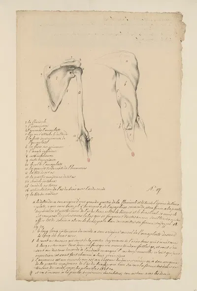 Cahiers d'Anatomie Pl.16 by Charles Monnet — digital art print download