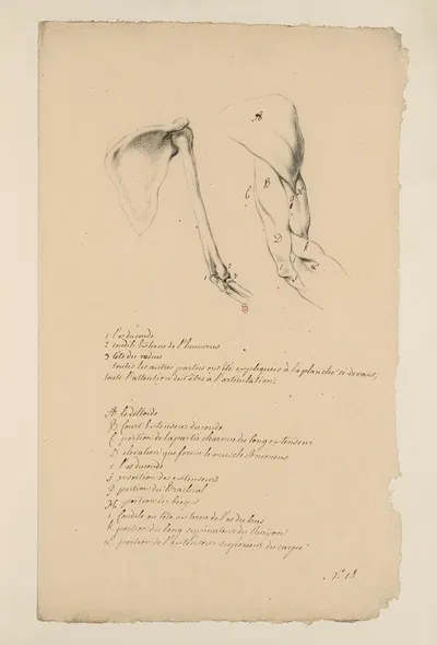 Cahiers d'Anatomie Pl.17 by Charles Monnet — digital art print download