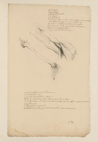 Cahiers d'Anatomie Pl.19 by Charles Monnet — digital art print download